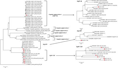 Genetic characterization of three recently discovered parvoviruses circulating in equines in China